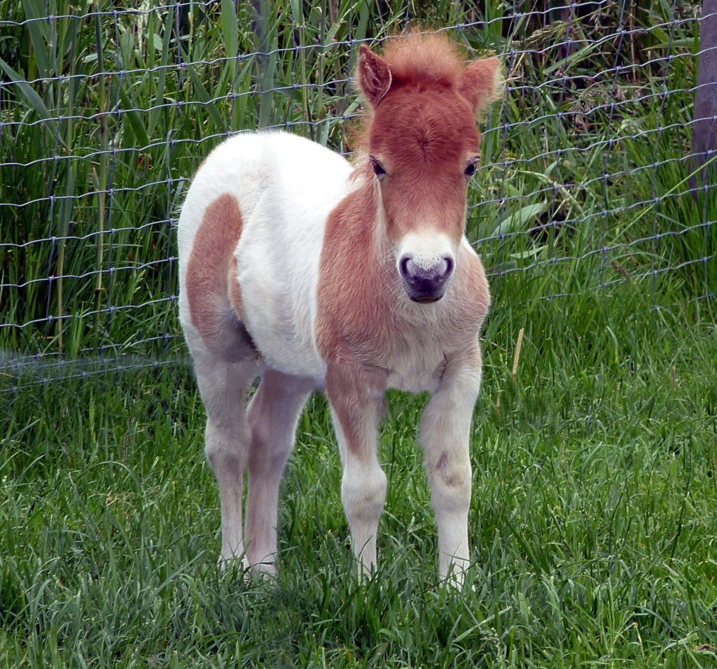 Rekordhalter unter den Pferden – Horsemag